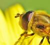 Syrphus vitripennis